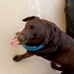 Meet your Posher, Grace